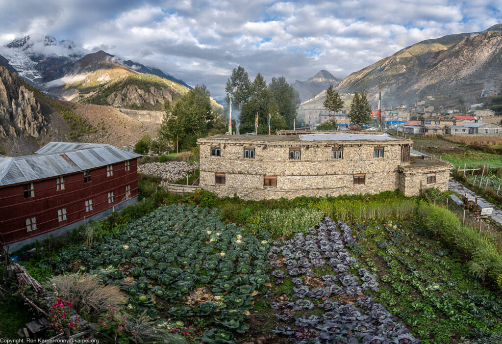 A cabbage field with houses all around and mountains in the background